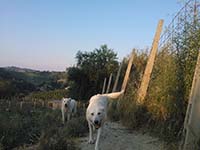 abruzzese shepherd dams
